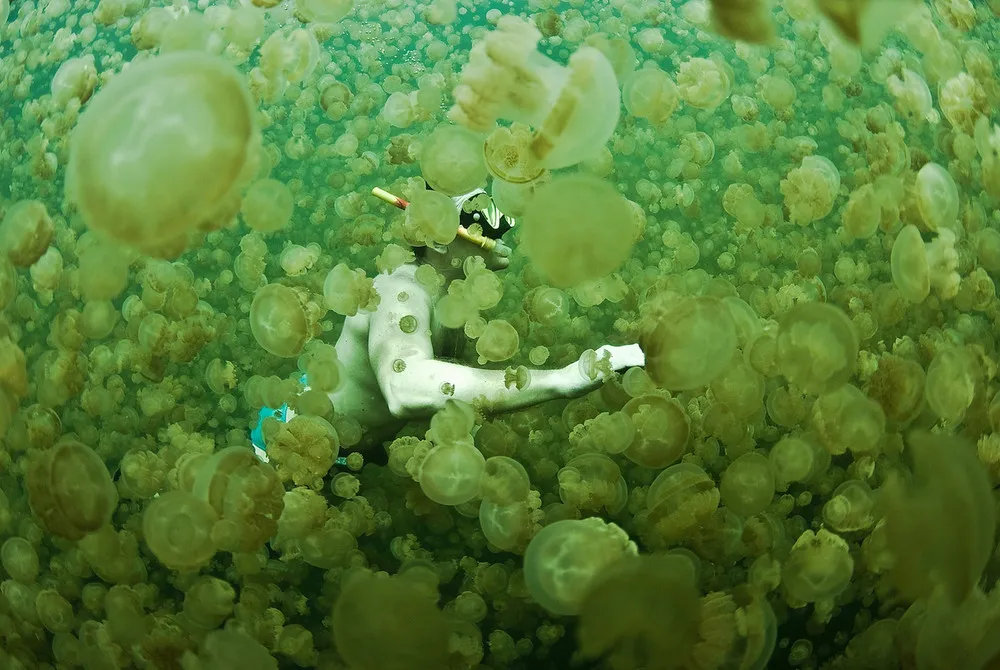 Jellyfish Lake