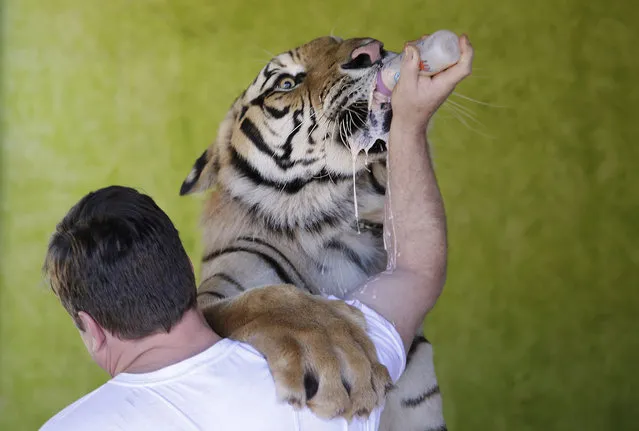 Ary Borges feeds his tiger named Dan at his home in Maringa, Brazil, Thursday, September 26, 2013.  Borges is in a legal battle with federal wildlife officials to keep his endangered animals from undergoing vasectomies and being taken away from him. He defends his right to breed the animals and says he gives them a better home than they might find elsewhere in Brazil. (Photo by Renata Brito/AP Photo)