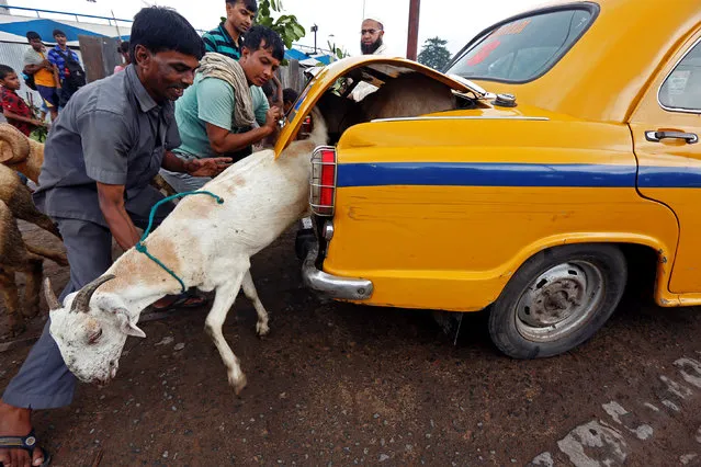A goat tries to escape from the boot of a taxi after being purchased at a livestock market ahead of the Eid al-Adha festival in Kolkata, September 8, 2016. (Photo by Rupak De Chowdhuri/Reuters)