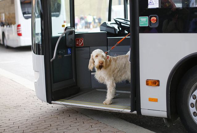 A dog arrives on a bus for the first day of the Crufts Dog Show in Birmingham, central England, March 5, 2015. (REUTERS/Darren Staples)  