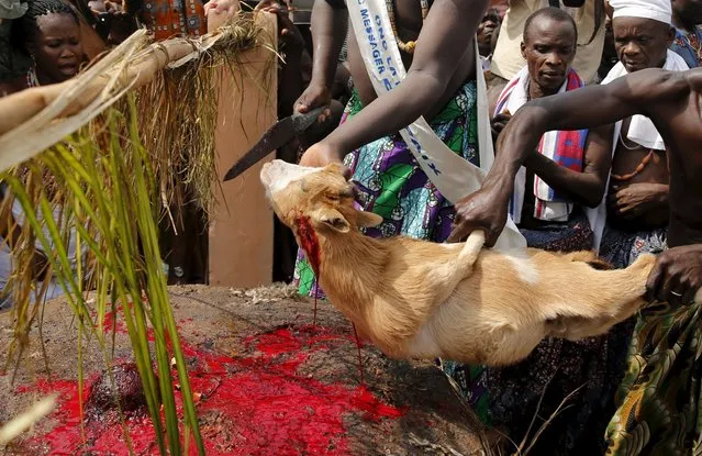 Devotees kill a goat as a sacrifice at a shrine during the annual voodoo festival in Ouidah, Benin, January 10, 2016. (Photo by Akintunde Akinleye/Reuters)