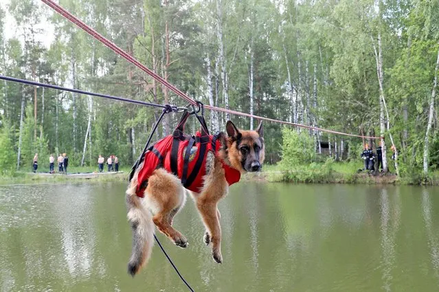 Handlers of the 46th dog training unit practise getting a search and rescue dog across a pond at the Noginsk Rescue Centre of the Russian Emergency Situations Ministry in Moscow Region, Russia on June 16, 2021. On June 20, the Emercom search and rescue dog service celebrates its 25th birthday. (Photo by Gavriil Grigorov/TASS)