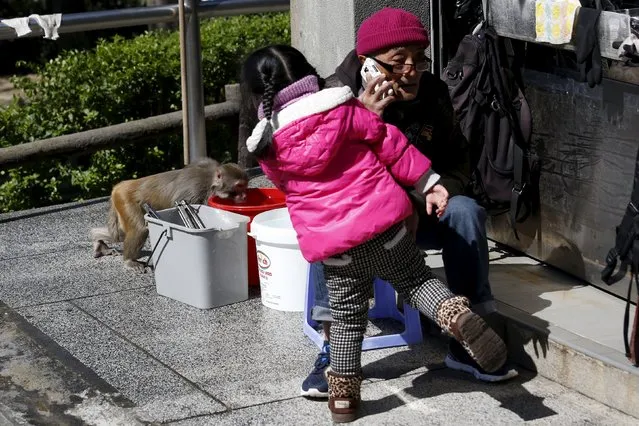 A girl looks on as a monkey drinks water from a bucket outside a store at the entrance to a country park in Hong Kong, China January 25, 2016. (Photo by Bobby Yip/Reuters)