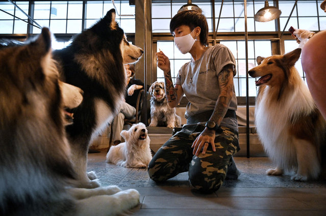 This photo taken on June 19, 2021 shows a handler interacting with dogs at the Dog In Town cafe in Bangkok. (Photo by Lillian Suwanrumpha/AFP Photo)