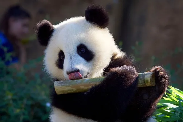 Giant panda cub Huanlili plays with a bamboo during her first birthday at the Beauval zoological park in Saint-Aignan, central France, on August 2, 2022. Twin panda cubs Yuandudu and Huanlili were born in the Beauval zoo on August 2, 2021. (Photo by Guillaume Souvant/AFP Photo)