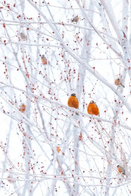 “Waiting for Spring”. Robins gather waiting on a cool March morning in the Black Hills of Dakota. Photo location: Black Hills of South Daktoa. (Photo and caption by Bonny Fleming/National Geographic Photo Contest)
