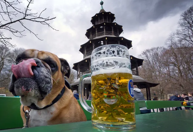 An english bulldog is pictured in the English garden on March 29, 2015 in Munich, Germany. (Photo by Peter Kneffel/AFP Photo/DPA)