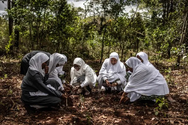 A group of Muslim girls plant tree seedlings in an urban forest during the nationwide tree planting public holiday in Nairobi on November 13, 2023. The Kenyan Government has declared a special holiday on November 13, during which the public across Kenya is expected to plant trees as a contribution to the national efforts to save the country from the effects of climate change. (Photo by Luis Tato/AFP Photo)