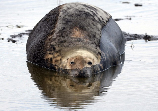 A grey bull seal lies in a water pool on the Farne Islands off the Northumberland coast, northern England November 17, 2013. (Photo by Nigel Roddis/Reuters)