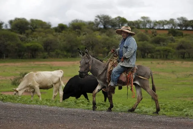 A farmer mounted on his donkey herds his cows outside the municipality of Valparaíso, Zacatecas state, Mexico, Tuesday, July 13, 2021. When shootouts rumble across the plains, dotted with ranches, farmers often can’t go out to feed their livestock. (Photo by Marco Ugarte/AP Photo)