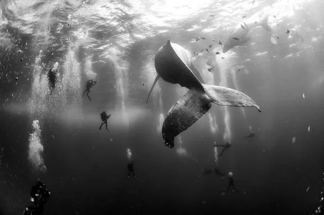 “Whale Whisperers”. Nature, second prize singles. Anuar Patjane Floriuk, Mexico. Divers observe and surround a humpback whale and her newborn calf whilst they swim around Roca Partida in the Revillagigedo Islands, Mexico, January 28, 2015. (Photo by Anuar Patjane Floriuk/World Press Photo Contest)