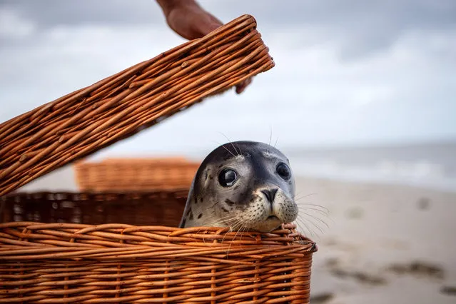 A seal looks out of the transport cage at the eastern tip of the island of Juist in Lower Saxony on August 13, 2021. The three young seals “Max”, “Martin” and “Sixtyfour” were released back into the wild by the seal breeding station in Norddeich. (Photo by Sina Schuldt/picture alliance via Getty Images)