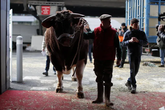 A French farmer leads his bull in the livestock area as preparations on the eve of the opening of the International Agricultural Show in Paris, France, February 26, 2016. (Photo by Benoit Tessier/Reuters)