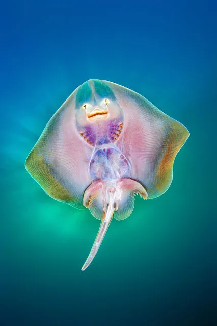 Portrait category winner. Fly high and smile by Nicholas Samaras ( Greece) in Stratoni, Chalkidiki peninsula, northern Greece. “Abandoned by swimmers and divers for many years because of the gold mine just on the edge of the gulf, I visited Stratoni three times in August 2018 for a seahorse project. On my last visit I was planning to create a group photo of seahorses, when a small ray appeared on the scene. I managed to swim with him and place my camera underneath to capture a portrait of his belly with the mouth and nose looking like a smiling happy angel’s face”. (Photo by Nicholas Samaras/Underwater Photographer of the Year 2019)