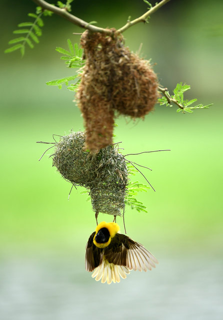 An African Weaver bird during day four of the Alfred Dunhill Championships at Leopard Creek Country Golf Club on December 16, 2018 in Malelane, South Africa. (Photo by Stuart Franklin/Getty Images)