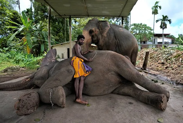 Sri Lankan mahout Nishanth relaxes with a tame elephant Suddi, who was recently released from government custody following a court order, in Pannipitiya, a suburb of Colombo, Sri Lanka, Sunday, September 12, 2021. (Photo by Eranga Jayawardena/AP Photo)