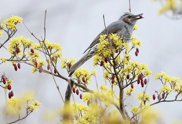 A brown-eared bulbul pecks at leftovers of Japanese cornelian cherries, or “sansuyu” in Korean, as yellow flowers of a sansuyu tree bloom in the southeastern city of Ulsan, South Korea, 04 March 2019. (Photo by EPA/EFE/Yonhap)