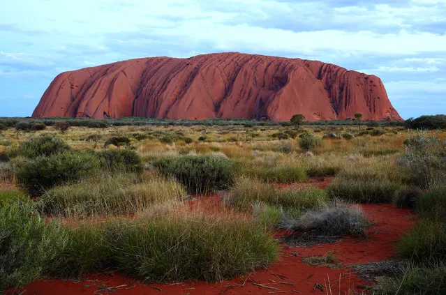 Uluru is seen at as the sun sets on November 27, 2013 in Uluru-Kata Tjuta National Park, Australia. Uluru/ Ayers Rock is a large sandstone formation situated in central Australia approximately 335km from Alice Springs. The site and its surrounding area is scared to the Anangu people, the Indigenous people of this area and is visited by over 250,000 people each year. (Photo by Mark Kolbe/Getty Images)