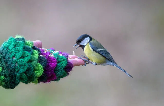 Birds enjoy a tasty treat in these charming pictures. Photographer Len Copland captured great tits and robins at a Somerset, UK beauty spot on Sunday, February 4, 2024. (Photo by Len Copland/South West News Service)