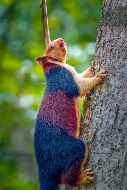 The Indian giant squirrel is an upper-canopy dwelling species, which rarely leaves the trees, and requires “tall profusely branched trees for the construction of nests”. It travels from tree to tree with jumps of up to 6 m (20 ft). When in danger, the Ratufa indica often freezes or flattens itself against the tree trunk, instead of fleeing. (Photo by Kaushik Vijayan/South West News Service)