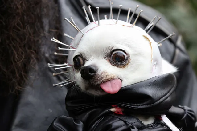 Gizzard, a chihuahua is held by his owner at the 31st Annual Tompkins Square Halloween Dog Parade in New York, U.S., October 23, 2021. (Photo by Caitlin Ochs/Reuters)