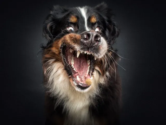 Bernese mountain dog risks getting his gnashers in a twist. (Photo by Christian Vieler/Caters News Agency)