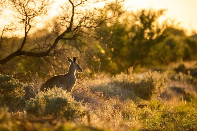 A kangaroo in the bush just east of Wilcannia in North Western New South Wales, Australia, on Tuesday, January 23, 2024. (Photo by Stuart Walmsley/AAP Image)
