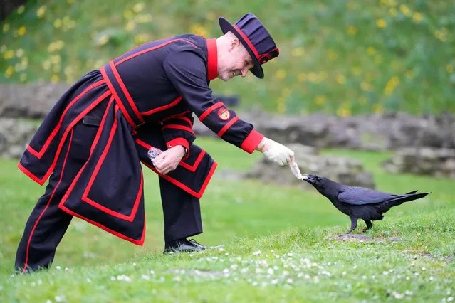 Barney Chandler, newly appointed ravenmaster feeds one of the ravens at The Tower of London in London, Thursday, February 29, 2024. If legend is to be believed, Barney Chandler has just got the most important job in England. Chandler is the newly appointed ravenmaster at the Tower of London. He's responsible for looking after the feathered protectors of the 1,000-year-old fortress. (Photo by Kirsty Wigglesworth/AP Photo)
