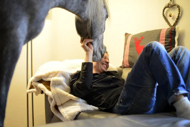 Nasar, an Arabian horse, stands in the living room of doctor Stephanie Arndt at her home on February 19, 2014 in Holt, Germany. (Photo by Patrick Lux/Getty Images)