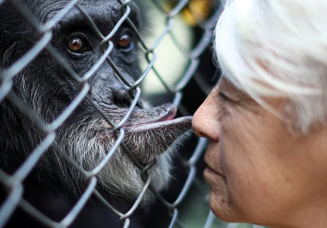 Keeper Silvia Salvatierra, 59, is kissed by a chimp named “Jony”, 54, who was rescued from a circus, at the Lujan Zoo from where felines, including tigers and lions, will be transferred to a wildlife sanctuary in India, in Lujan, on the outskirts of Buenos Aires, Argentina on April 8, 2024. (Photo by Agustin Marcarian/Reuters)