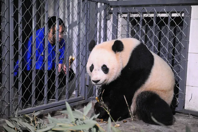 A breeder feeds U.S.-born giant female panda Bao Bao as it arrived at Chengdu Research Base of Giant Panda Breeding, Sichuan province, China, February 22, 2017. (Photo by Reuters/China Daily)