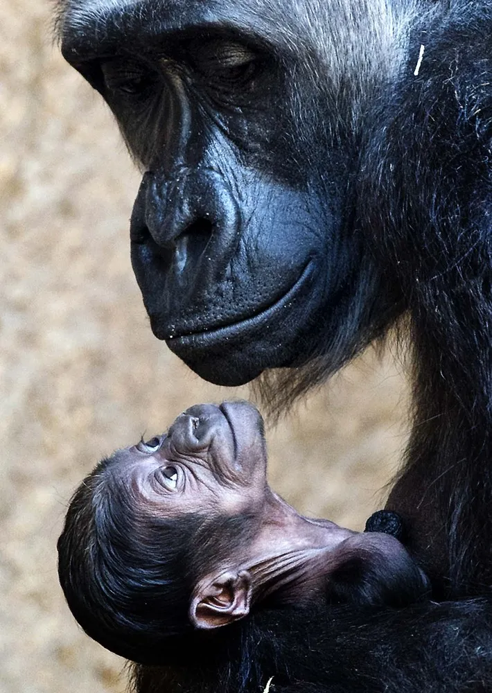 The Week in Pictures: Animals, March 15 – March 21, 2014