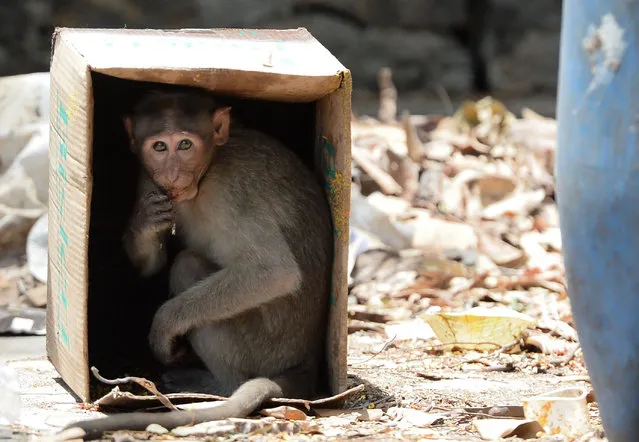 A monkey sits inside a cardboard box to protect itself from the heat on a hot summer day at Guindy Children's Park in Chennai on June 10, 2019. (Photo by Arun Sankar/AFP Photo)