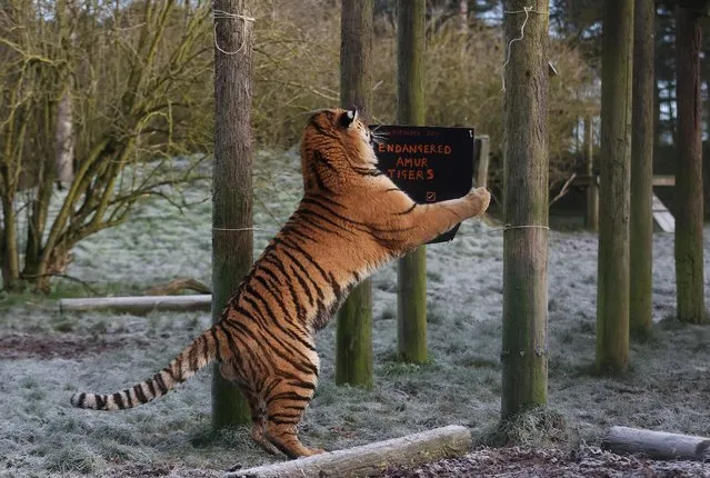 Amur tiger destroys a sign during the annual stocktake at ZSL Whipsnade Zoo in Dunstable, Britain, January 6, 2022. (Photo by Matthew Childs/Reuters)