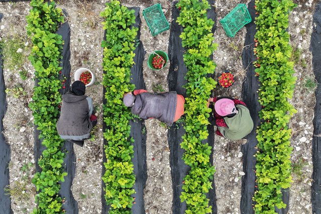 An aerial picture shows farmers harvesting strawberries in a field in Bidama village in Syria's rebel-held northwestern Idlib province on April 26, 2024. (Photo by Aaref Watad/AFP Photo)