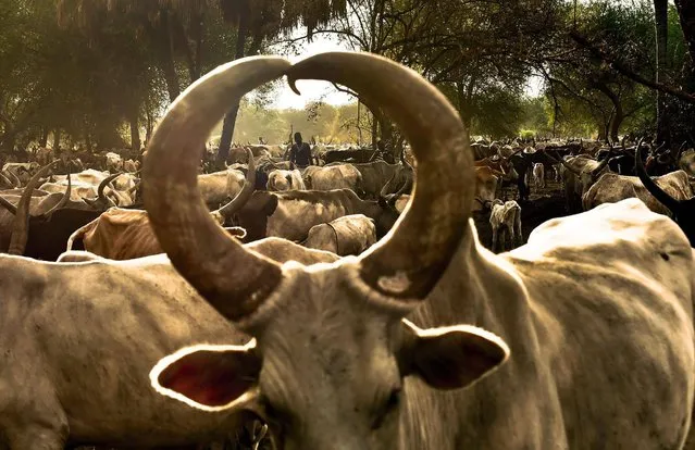 A Dinka girl stands at a cattle camp in Toch, Warrap state in South Sudan on April 24, 2016. The camp houses over 10,000 Ankoli longhorn cattle and is supported by Veterinaires Sans Frontieres – Germany who helps the farmers with medicine and vaccines. Food security for livestock and agriculture is at a serious level in South Sudan because of last year's low rains. (Photo by Carl De Souza/AFP Photo)