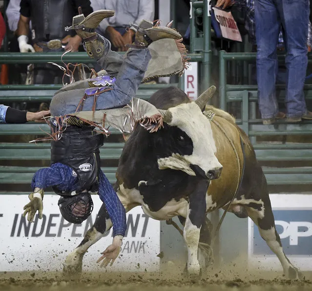 Will Morris of Reno, Nev., get tossed around by Ughly Vinney during the bull riding event at the Reno Rodeo in Reno, Nev., on Thursday, June 25, 2015. (Photo by Andy Barron/Reno Gazette-Journal via AP Photo)