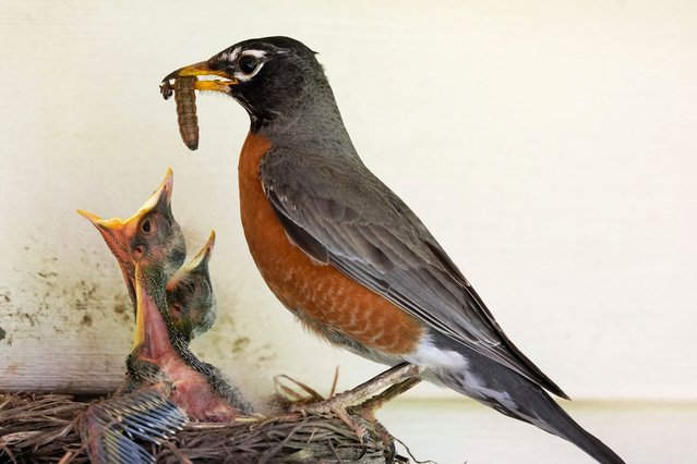 An American Robin feeds its babies in a backyard nest, Tuesday, May 14, 2024, in Urbandale, Iowa. (Photo by Charlie Neibergall/AP Photo)