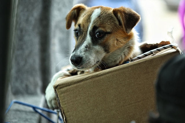 A dog being evacuated in a box is loaded onto an evacuation bus to Kharkiv on May 17, 2024 in Buhayivka Village, Kharkiv Oblast, Ukraine. Almost 10,000 civilians have already been evacuated from the northern border settlements of Kharkiv Oblast, where the Russian army launched an offensive on May 10 and intensified shelling and bombing of this area. The evacuation is ongoing, but every day it becomes more difficult due to the intensification of hostilities in the north of oblast. (Photo by Yan Dobronosov/Global Images Ukraine via Getty Images)