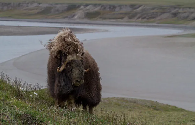 Wild Musk Oxen in Arctic Prairie in Russia