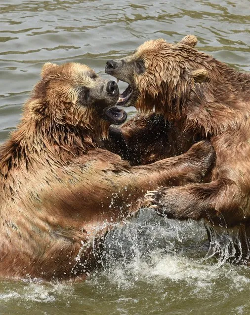Two Kamchatka brown bears enjoy a bath in the cool water during hot and sunny weather with temperatures up to 35 degrees Celsius (95 Fahrenheit) at the zoo in Gelsenkirchen, Germany, Tuesday, July, 7, 2015. (Photo by Martin Meissner/AP Photo)