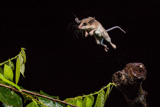 Tropical acrobatics by Adrià López Baucells in Manaus, Brazil. An unidentified South American marsupial, although the characteristic black markings on its face indicate it may be a mouse opossum. These small creatures are nocturnal and feed on bugs, fruit and bird eggs. (Photo by Adrià López Baucells/2019 Royal Society of Biology Photography Competition)