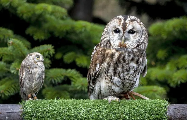 Hosking the twenty-year-old female Tawny Owl (pictured on right), celebrates the 20th anniversary of the Scottish Owl Centre in West Lothian on April 5, 2022, with the Groot the eighteen-month-old male Common Scops owl. Hosking is the original owl from the attraction and Groot the newest member of the team. (Photo by Katielee Arrowsmith/South West News Service)