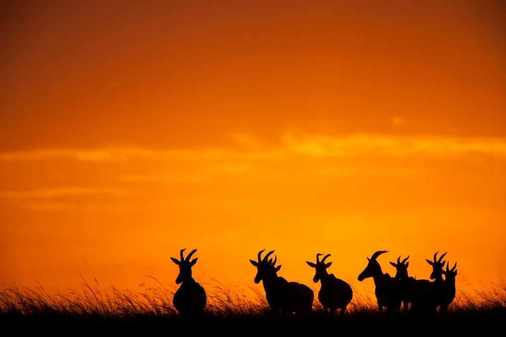 Sunsets on the Masai Mara