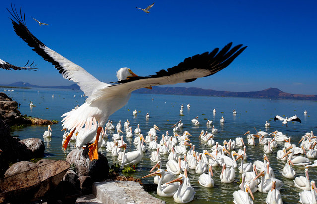 A pod of white pelicans, one of the largest birds in Canada and the US, are seen on the shore of the Chapala lagoon in Cojumatlan de Regules, Mexico, on January 28, 2022. White pelicans travel thousands of kilometers migrating from the cold temperatures of North America. (Photo by Ulises Ruiz/AFP Photo)