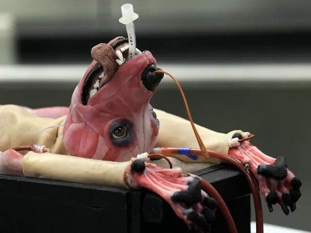 Alberta, a SynDaver Synthetic Canine is shown during a news conference Tuesday, May 31, 2016, in Tampa, Fla. The synthetic canine is an extremely detailed and realistic surgical trainer. The company is hoping the creation will end the need for live animals being used in veterinary medical schools. (Photo by Chris O'Meara/AP Photo)