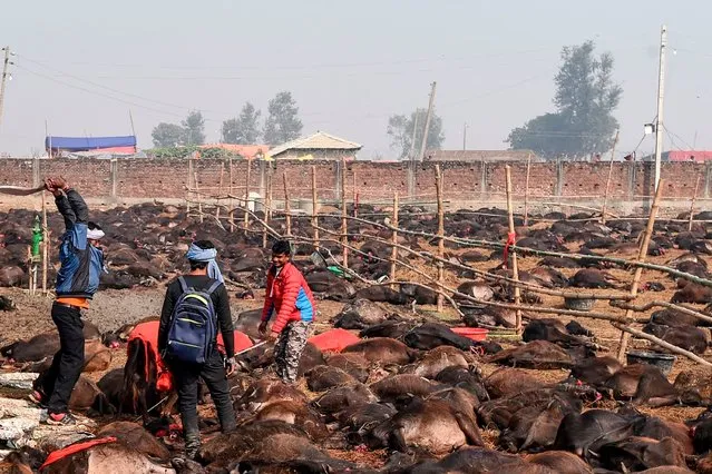 A Hindu devotee slaughters a buffalo as an offering to Hindu goddess Gadhimai during the Gadhimai Festival in Bariyarpur, 160 kms south of the capital Kathmandu on December 3, 2019. The stench of raw meat hung in the air and pools of blood dotted the muddy ground on December 3 as what is thought to be the world's biggest animal sacrifice swung into action in a remote area of Nepal. (Photo by Prakash Mathema/AFP Photo)