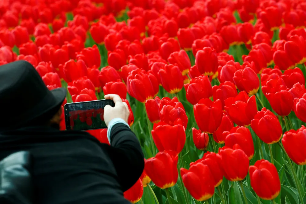 Some Photos: Flowers