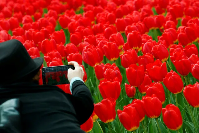 A woman photographs tulips in New York, U.S., April 27, 2017. (Photo by Brendan McDermid/Reuters)