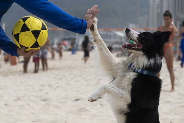 The border collie named Floki high-fives his coach Gustavo Rodrigues as they prepare to play footvolley, a combination of soccer and volleyball, on Leblon beach in Rio de Janeiro, Sunday, September 8, 2024. (Photo by Bruna Prado/AP Photo)